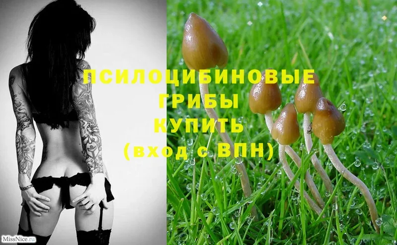 Галлюциногенные грибы Psilocybe  Стрежевой 